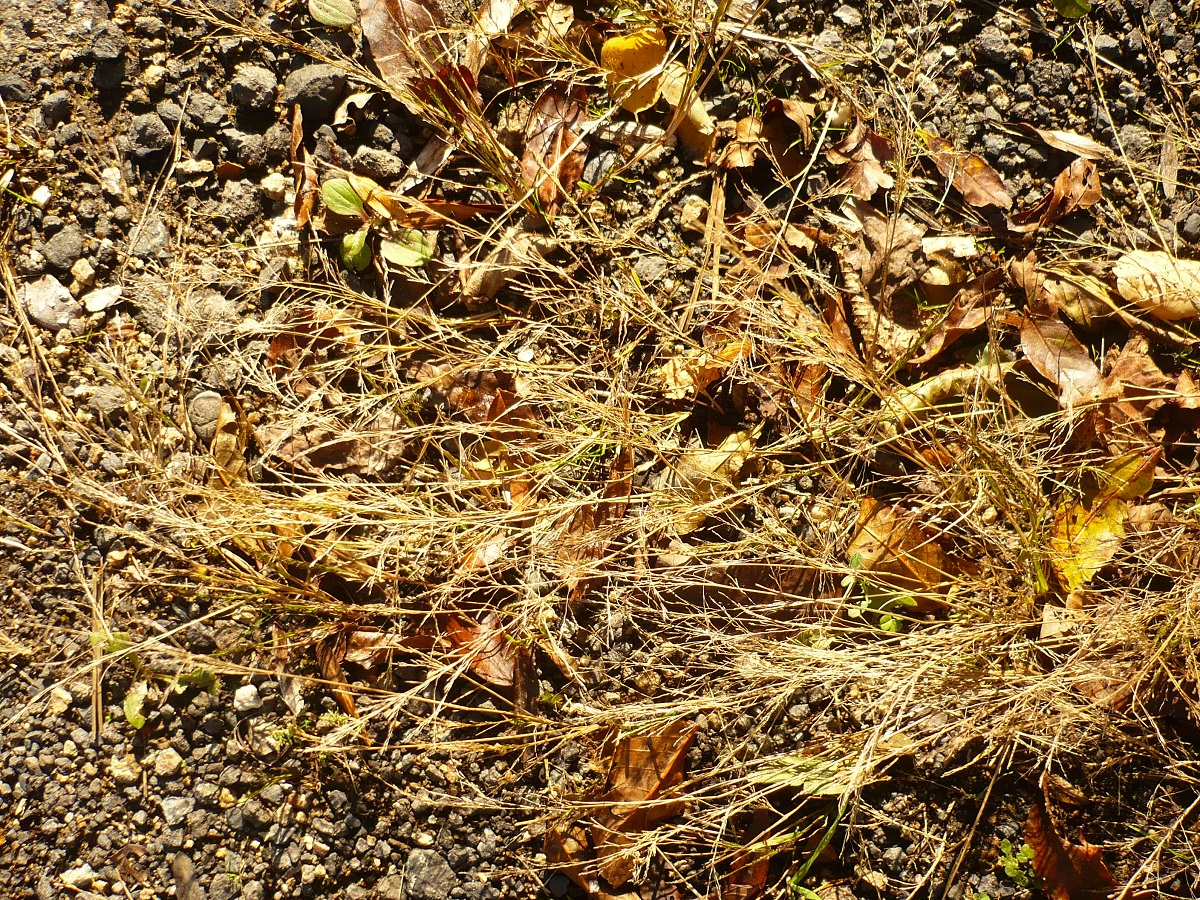 Eragrostis pilosa (Poaceae)